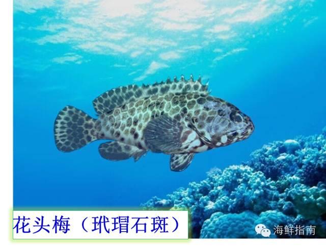 海南珍珠龙胆最新报价与市场动态分析