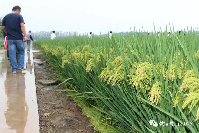 最新水稻栽培技术详解